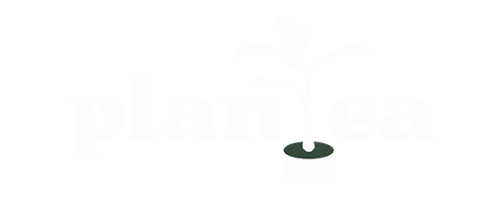 Plantea